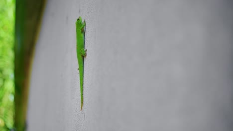 close up shot of phelsuma grandis green reptile climbing wall, mauritius, africa