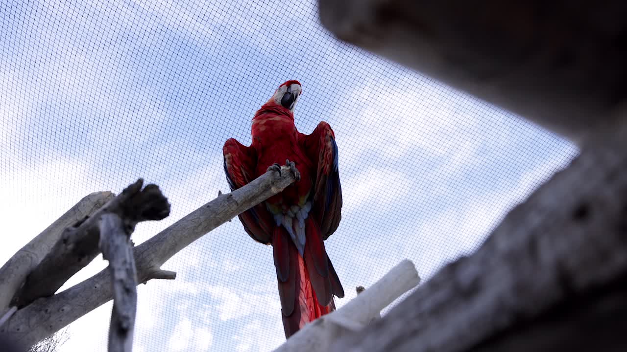 arao loro en el santuario de aves vista desde abajo gimbal plano delantero liso borroso