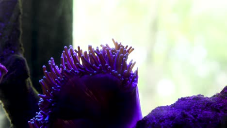 dos hermosos peces nadando en una pecera entre el coral ondulado