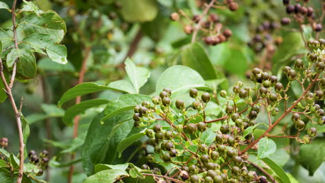 un primer plano de un mirto natchez en cámara lenta - lagerstroemia indica