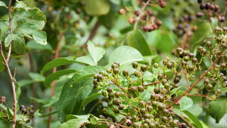 close up of a natchez crape myrtle tree in slow motion - lagerstroemia indica