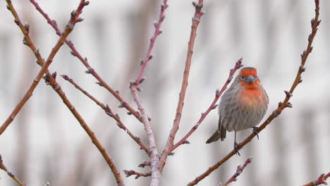 male colorful house finch on a tree branch in spring - close up static