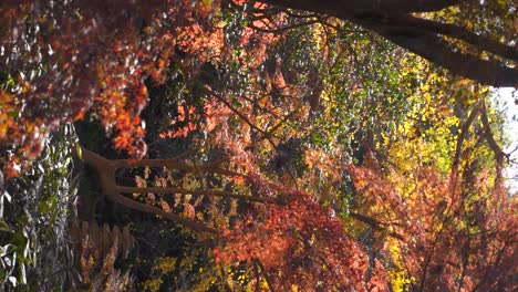 Vertical-frame-filling-view-of-autumn-colors-with-falling-leaves