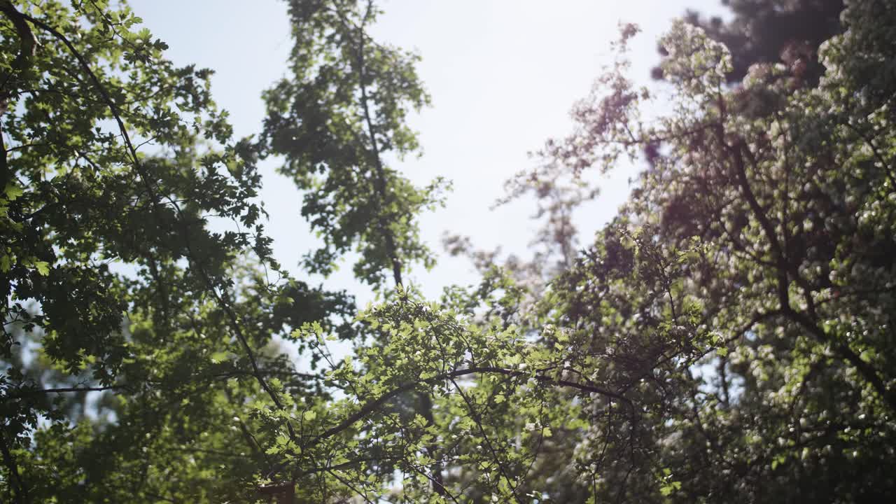 평화로운 공원, 숲 장면. 꽃이 피는 시간. 4k