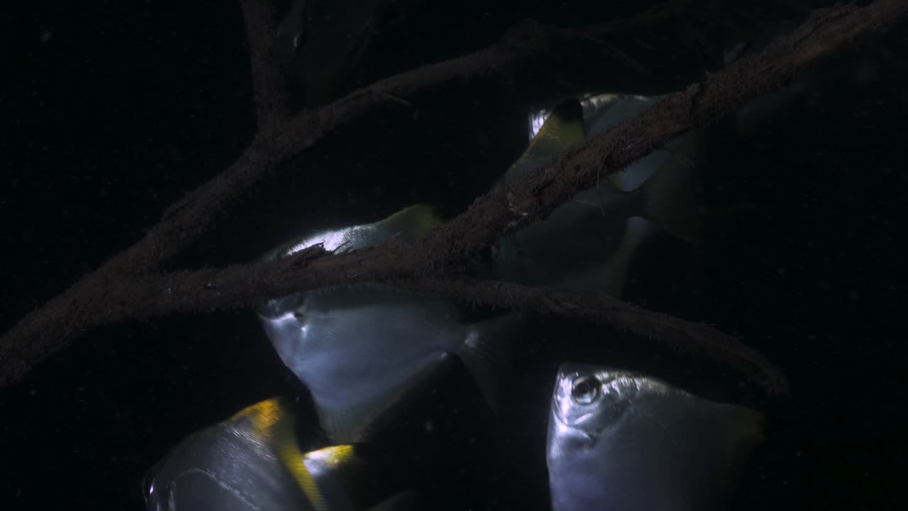 A school of Diamondfish, Monodactylus argenteus feeding at night on micro-organisms attached to Mangrove roots growing underwater