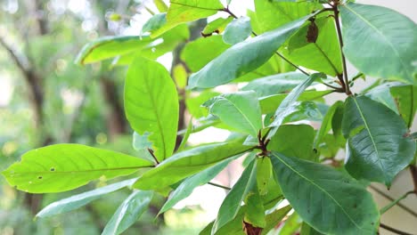 primer plano de hojas que se mueven suavemente en el viento