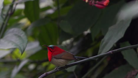 un pájaro carmesí posado en una pequeña rama en un arbusto-1