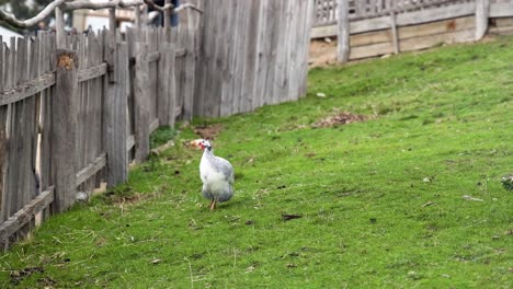 guineafowl walking along a wooden fence