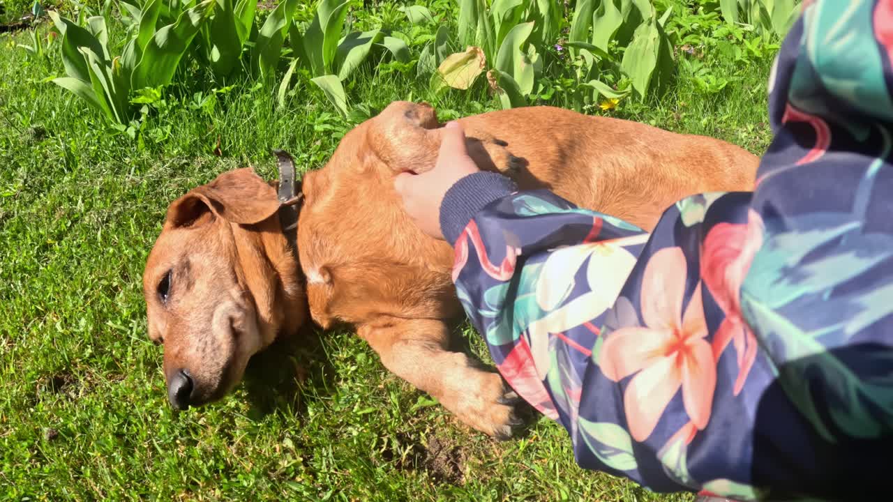 Happy Pet: Hand Stroking Dachshund Dog Lying on Garden Lawn