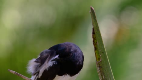 la urraca-robin oriental es un ave paseriforme muy común en tailandia en la que se puede ver en cualquier lugar