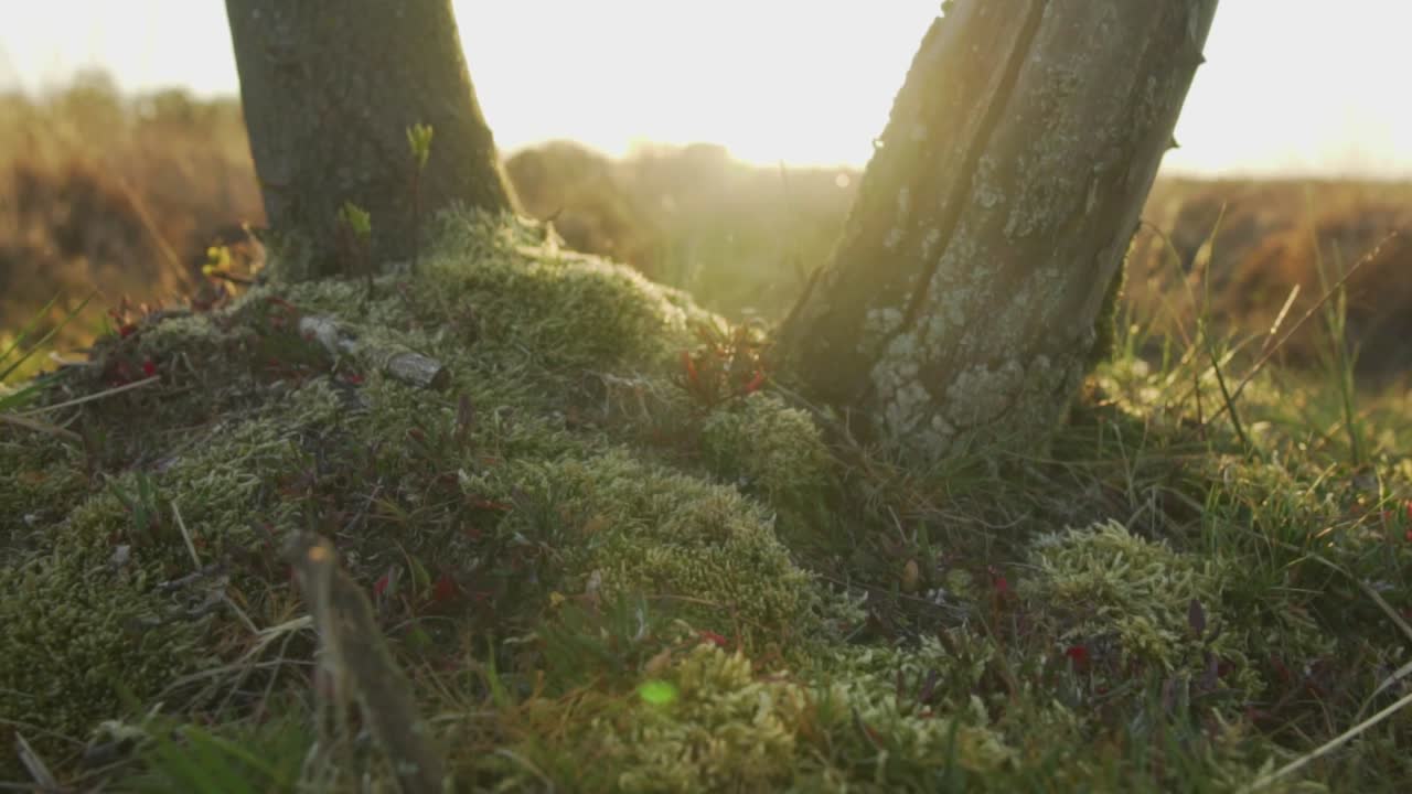 나무 바닥 에서 해가 뜨거나 해가 지는 것