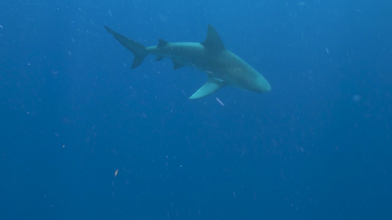 Gruppo di squali e pesci che nuotano insieme in un oceano blu e limpido, mostrando il comportamento predatorio sottomarino in natura