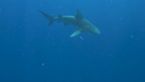group of sharks and fish swimming together in clear blue ocean, showcasing underwater predator behavior in the wild