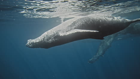 humpback whale underwater
