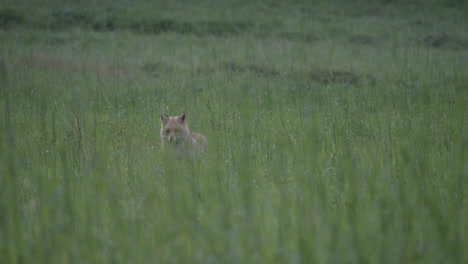 small red fox hiding behind tall green grass meadow, wildlife concept