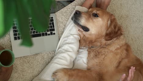 cute relaxed labrador dog lying on woman's legs.