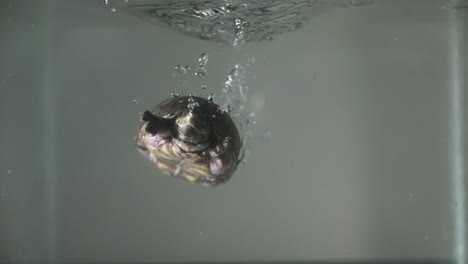 Slow-motion-sinking-snapping-turtle---stinkpot-turtle