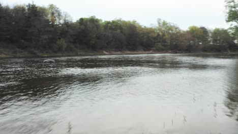 Ein-Kanadakranich-Fliegt-über-Den-Mississippi-In-Minnesota