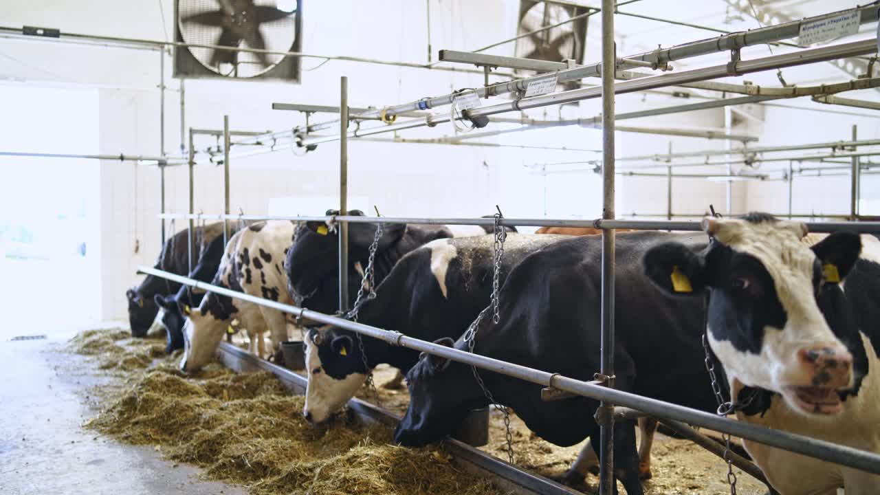 Cows eating hay inside a cowshed. Dairy cows standing in a row and eat dry grass in a farm barn. Livestock on a farm.