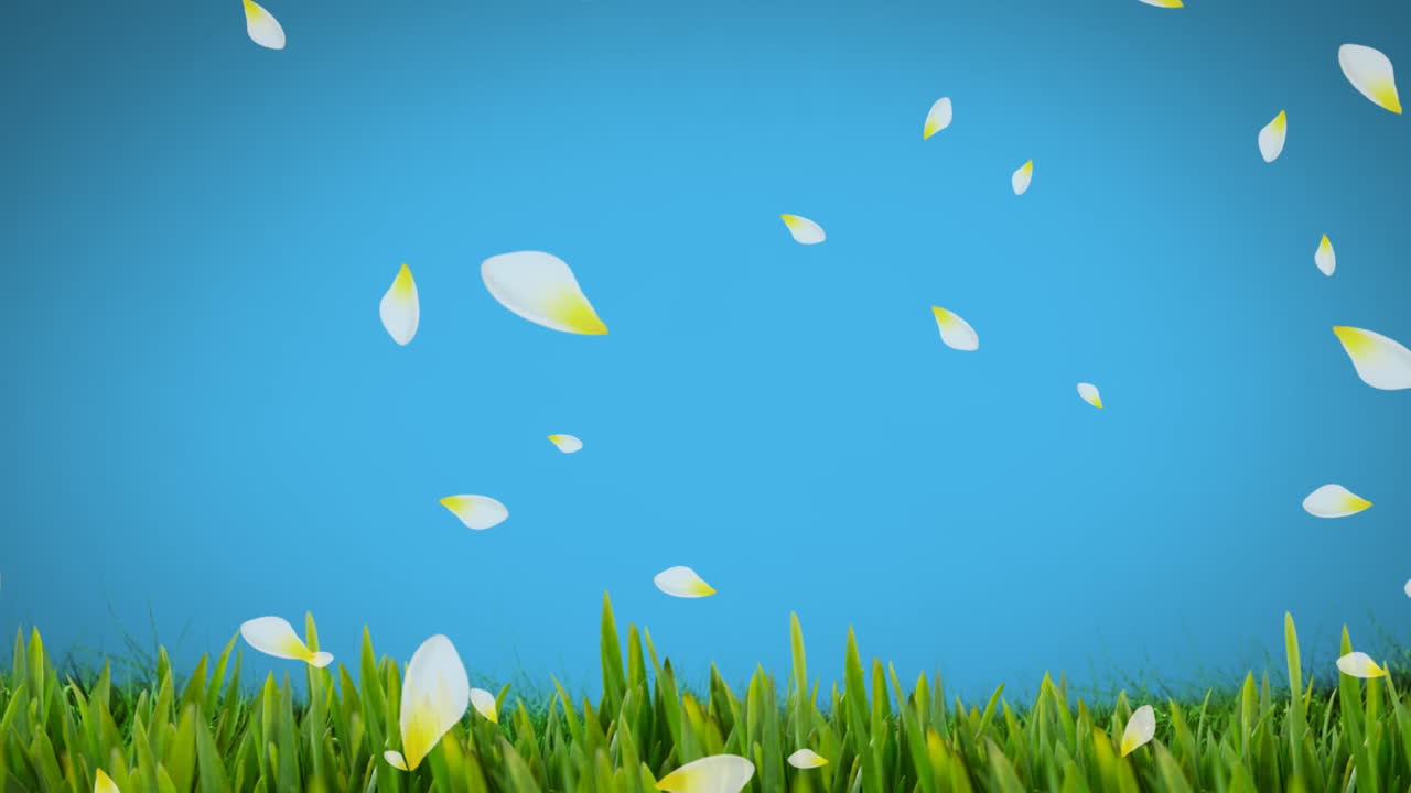 Animation of white and yellow spring flower petals falling over grass on blue background