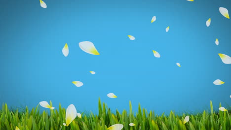animación de pétalos de flores de primavera blancos y amarillos que caen sobre la hierba sobre un fondo azul