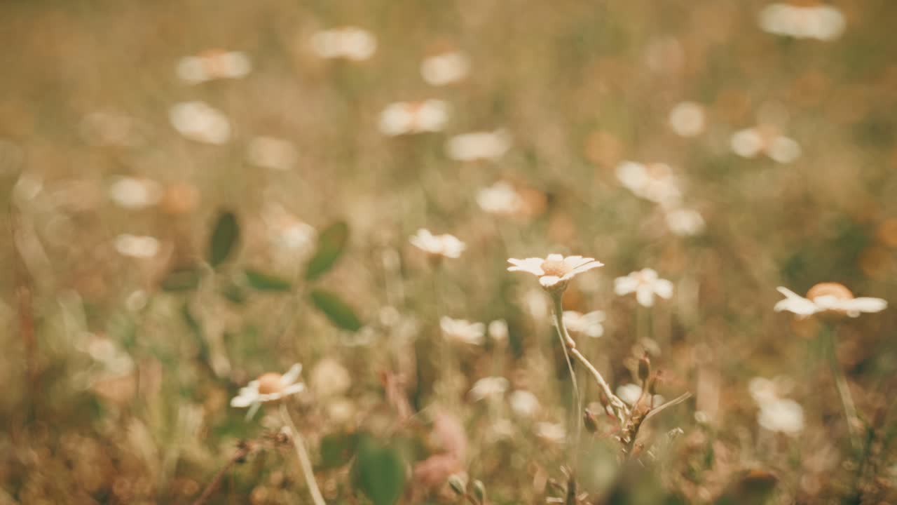 Beautiful wildflowers swaying in the wind, captured with a Petzval-style lens that adds a vintage, dreamy atmosphere with soft swirly bokeh and warm pastel tones.