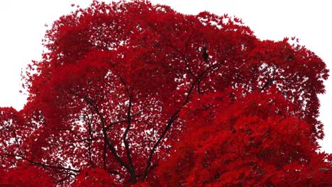 árbol de hojas rojas de otoño de cerca