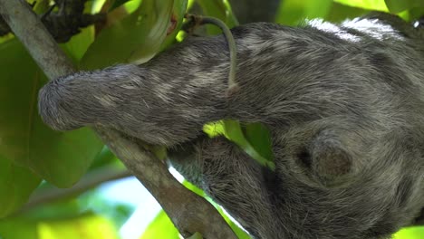 Back-side-of-a-three-toed-sloth-climbing-in-tree-of-amazon-rainforest,-close-up