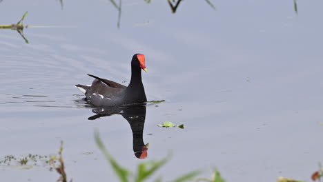 Common-Moorhen--swimming-between-waterplants,-Florida