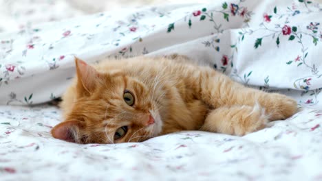 cute ginger cat lying in bed. fluffy pet comfortably settled to sleep under blanket. cozy home background with funny pet