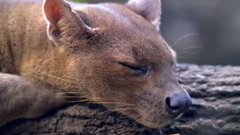 Madagaskars-Größtes-Raubtier,-Die-Fossa,-Schlafend-Auf-Einem-Baumstamm---Nahaufnahme