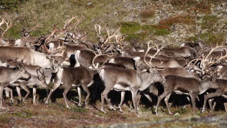 a group of running wild reindeer in norway