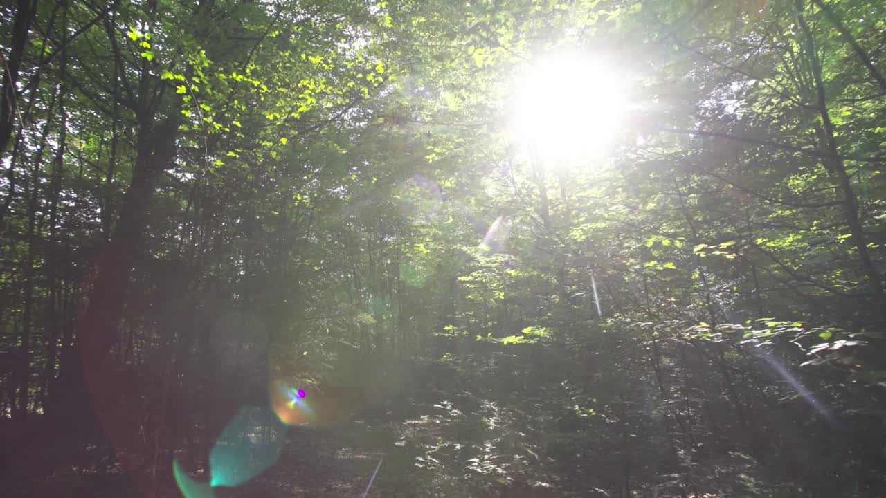 лес в начале лета. концепция чистого воздуха. моховое дерево, ручей.