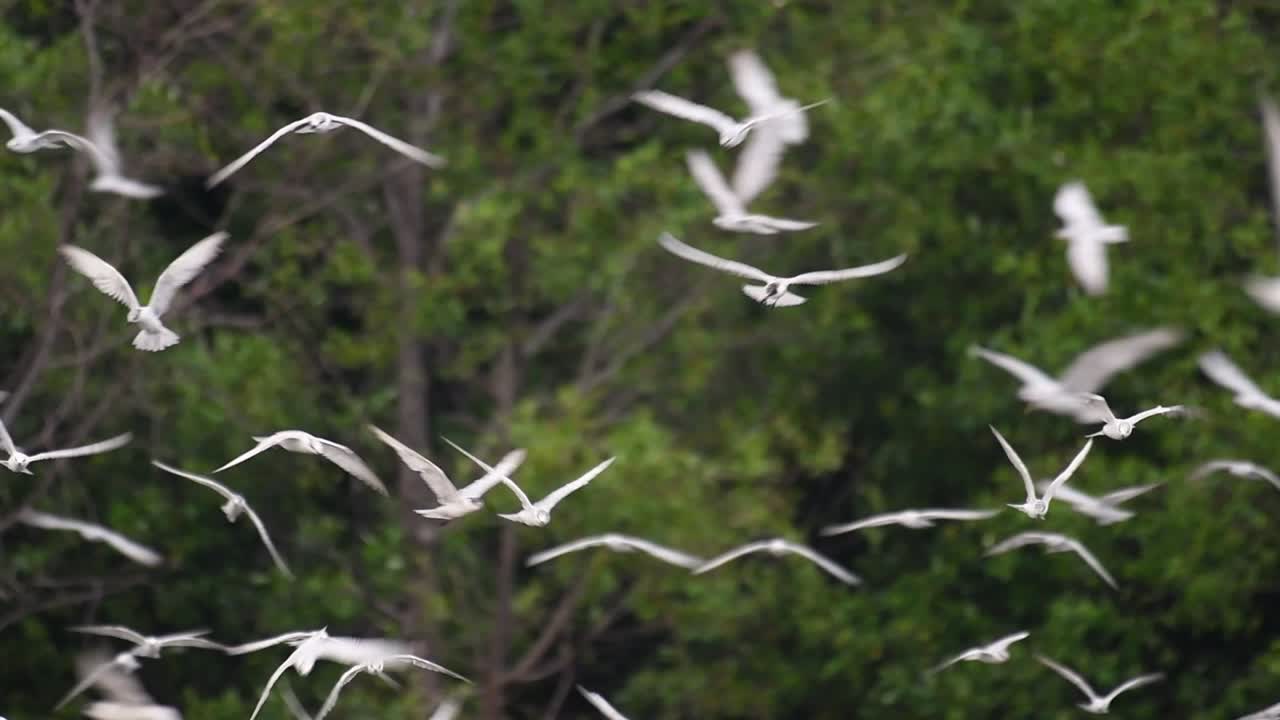 제비갈매기는 전 세계 바다, 강 및 기타 더 넓은 수역에서 볼 수 있는 바닷새입니다.