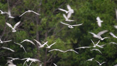 Los-Charranes-Son-Aves-Marinas-Que-Se-Pueden-Encontrar-En-Todo-El-Mundo-En-El-Mar,-Ríos-Y-Otros-Cuerpos-De-Agua-Más-Amplios