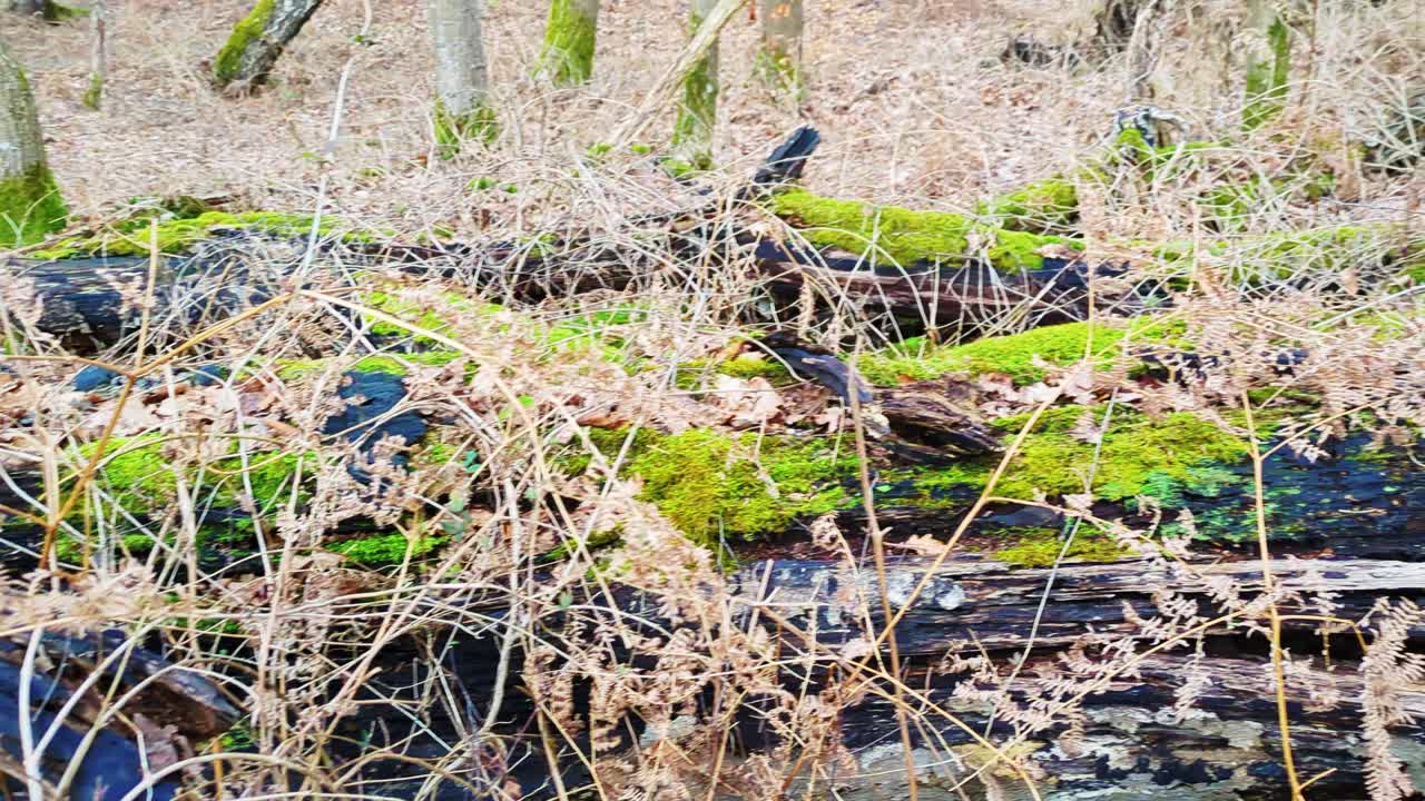 Nahaufnahmen eines verrottenden Baumstammes in einem dänischen Waldgebiet. Mit leuchtend grünem Moos und schwarzen Konsolenpilzen, die den natürlichen Prozess der Waldzersetzung und des Nährstoffkreislaufs veranschaulichen.