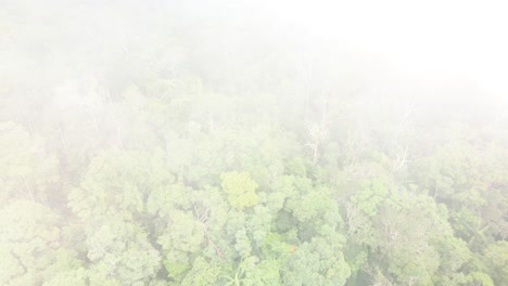 mystic cloudy fog traveling over lush green rain forest