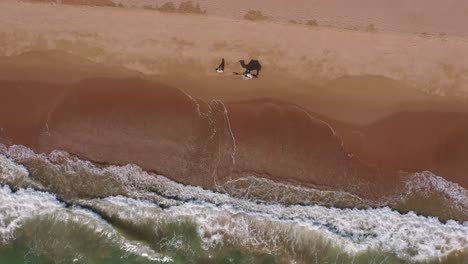 aerial looking down at male walking camel on beach with waves breaking at balochistan