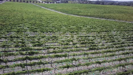 Vast-Landscape-Of-Vineyards-Along-Seppeltsfield-Road-Lined-With-Palm-Trees-In-Barossa-Valley-Near-Adelaide,-Australia