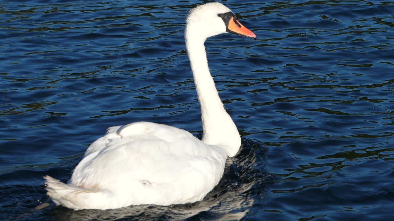 un cisne mudo en el tranquilo lago azul de noruega - cerrar