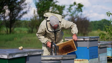 industrious adult man working at the bee farm. apiculturist shaking off the bees into wooden hive. blurred backdrop of nature.