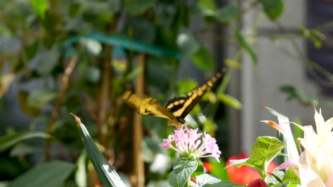 a swallowtail black and yellow butterfly extracting nectar from a pink flower with its proboscis