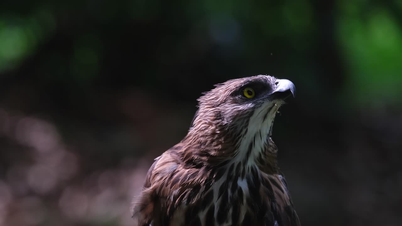 mirando hacia arriba intensamente mientras su cresta está abajo y descansada, pinsker's hawk-eagle nisaetus pinskeri, filipinas