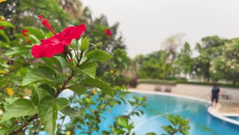 a vibrant hibiscus flower in focus with a serene swimming pool in the background, captured in natural daylight