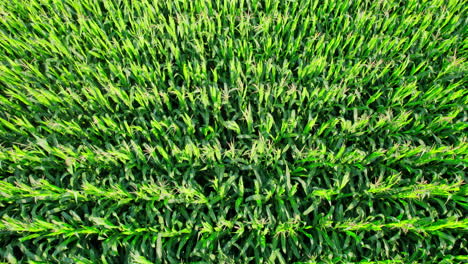 corn field, flight over the cream of corn stalks, excellent growth