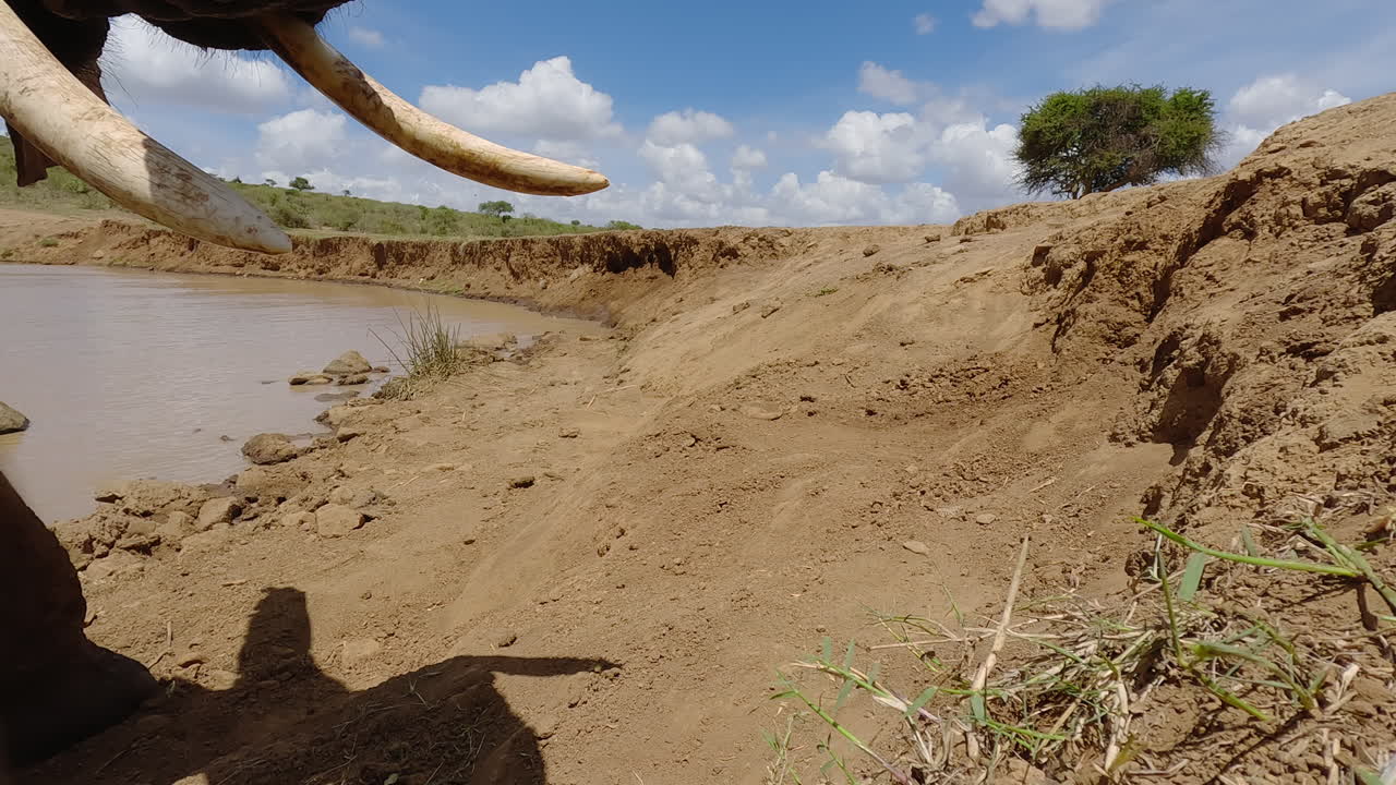水場のそばでカメラの匂いを嗅ぐアフリカゾウの鼻