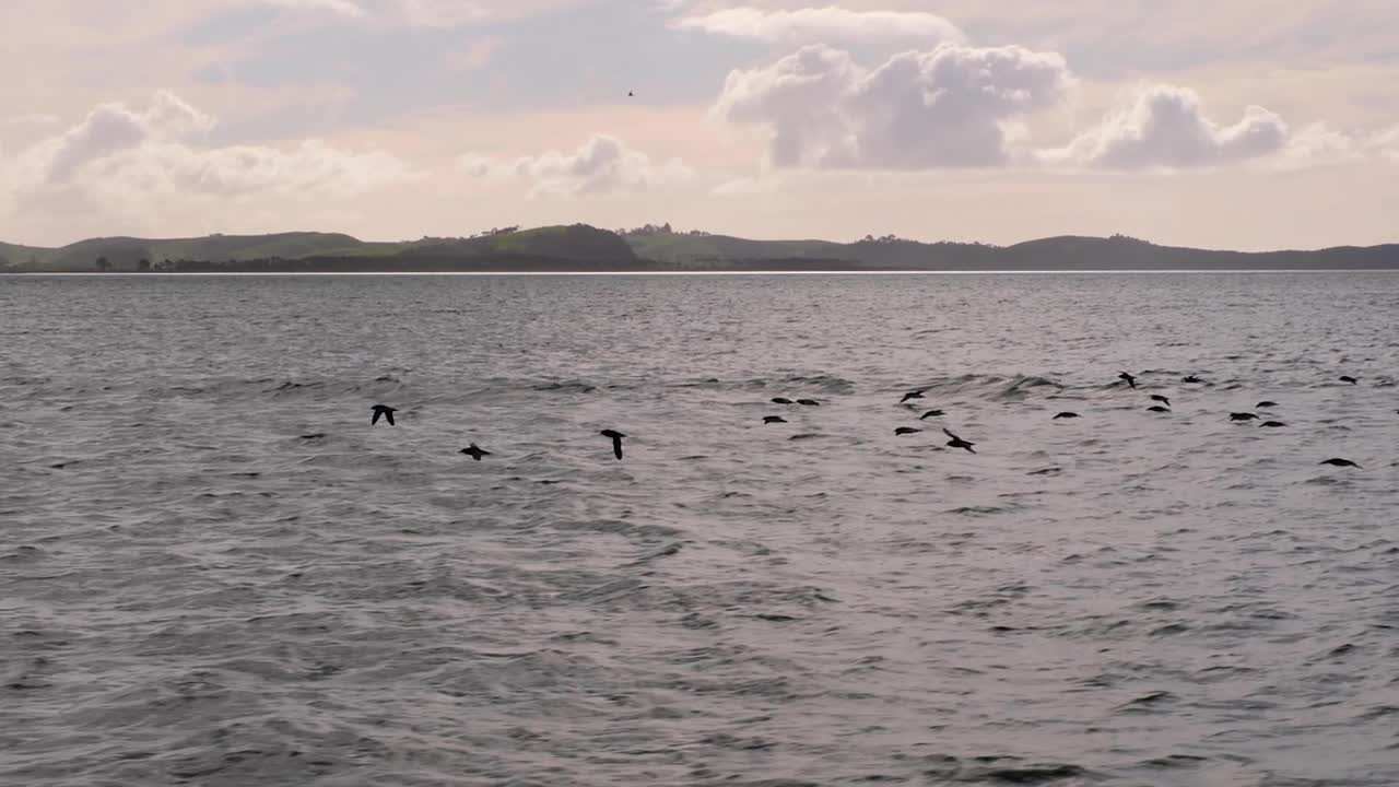 Flock of Shearwater birds flying fast and low to sea water in North Island of New Zealand Aotearoa