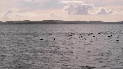 Bandada-De-Aves-Pardelas-Volando-Rápido-Y-Bajo-Al-Agua-De-Mar-En-La-Isla-Norte-De-Nueva-Zelanda-Aotearoa