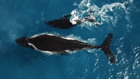 gigantic humpback whale and small calf in hawaii crystal clear water breathing near surface