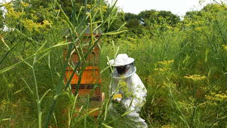 Apicultor-Usando-Ahumador-De-Abejas